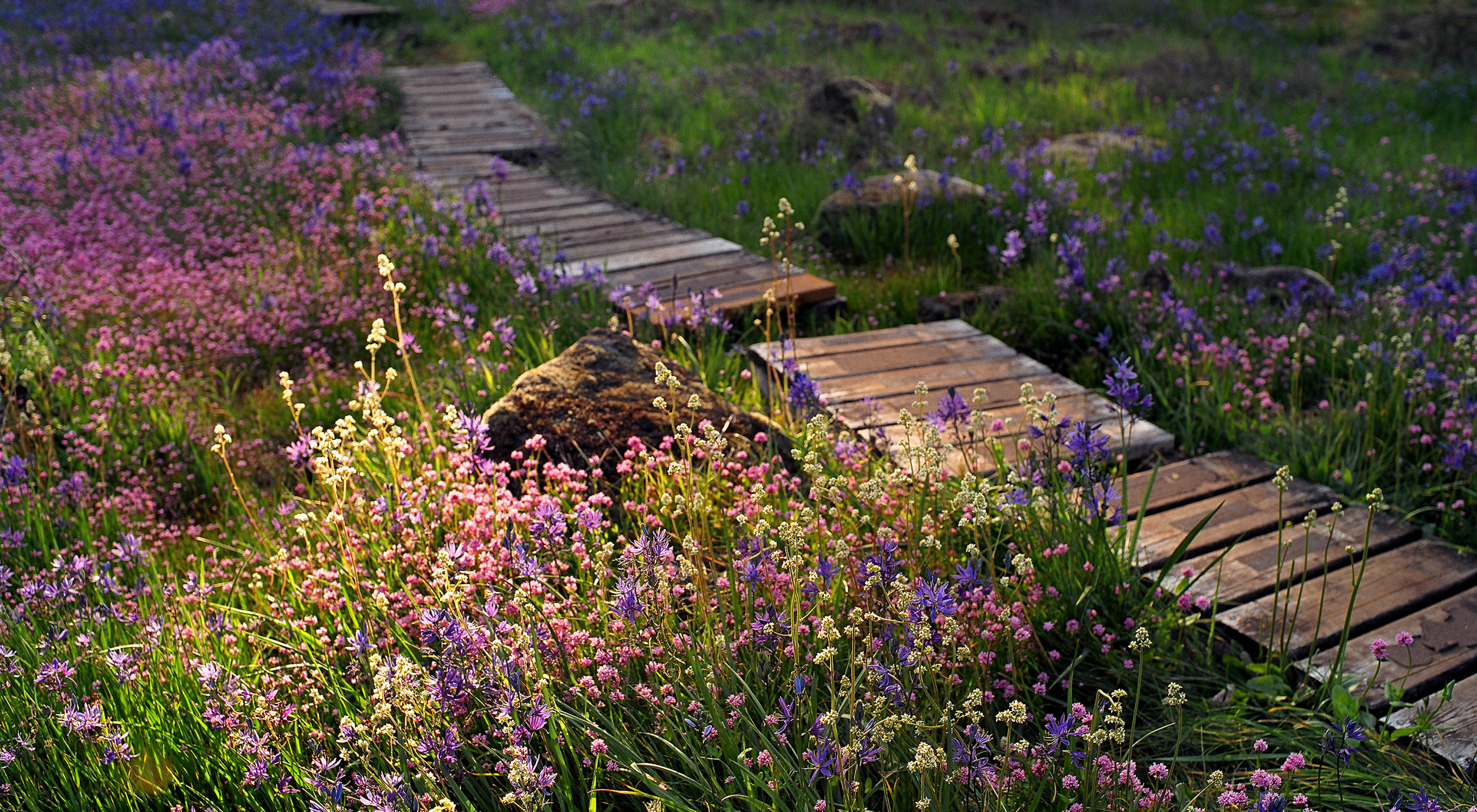 Purple camas lilies grow alongside rosy plectritus and other native wildflowers, lining a boardwalk in Camassia Natural Area’s wet meadows.
