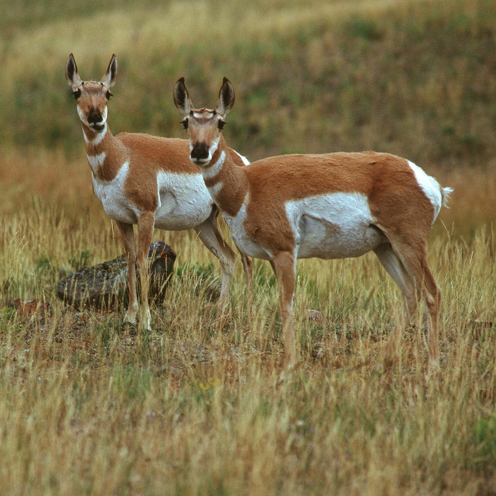Two pronghorn.