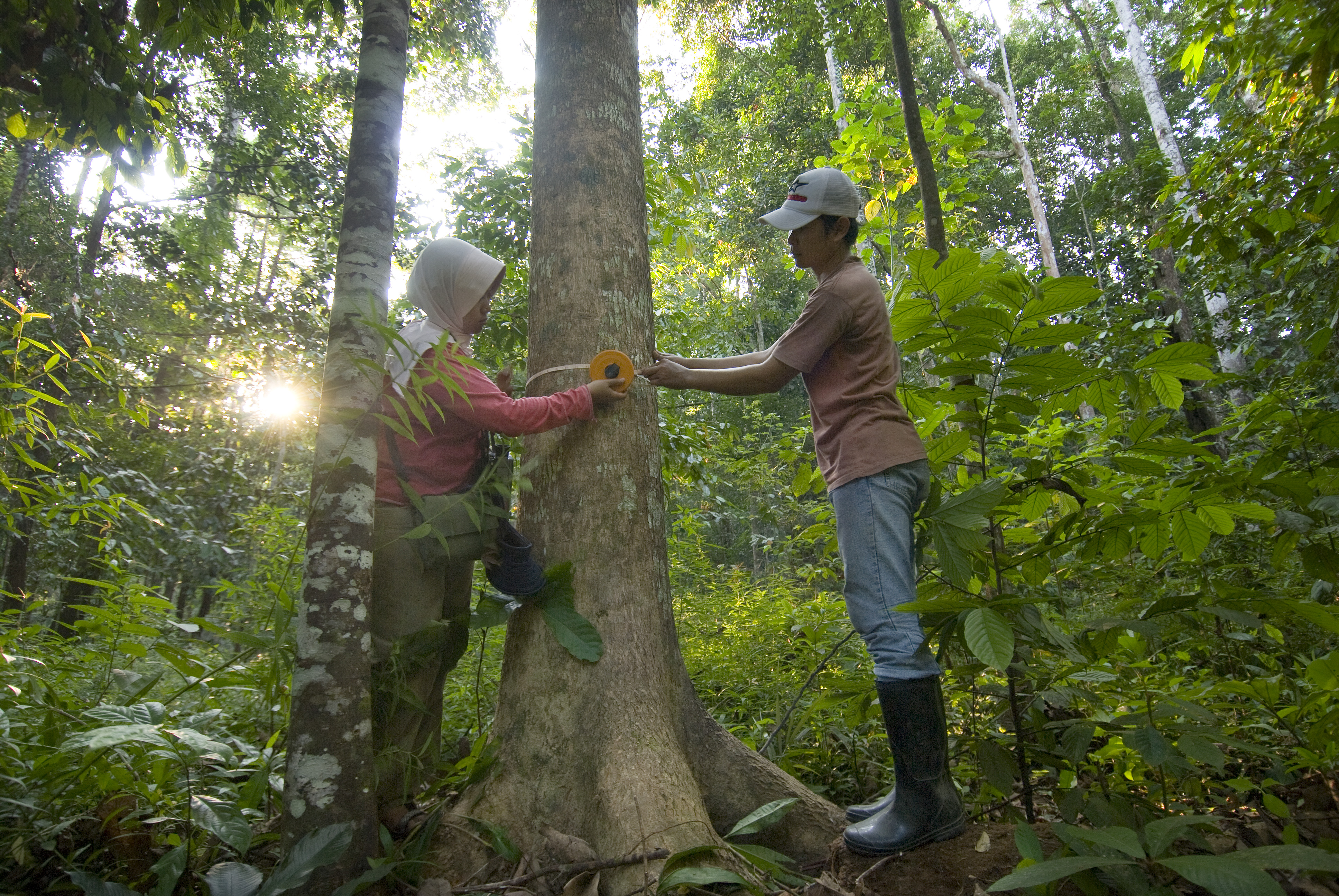 Dos personas miden el tronco de un árbol en el bosque.