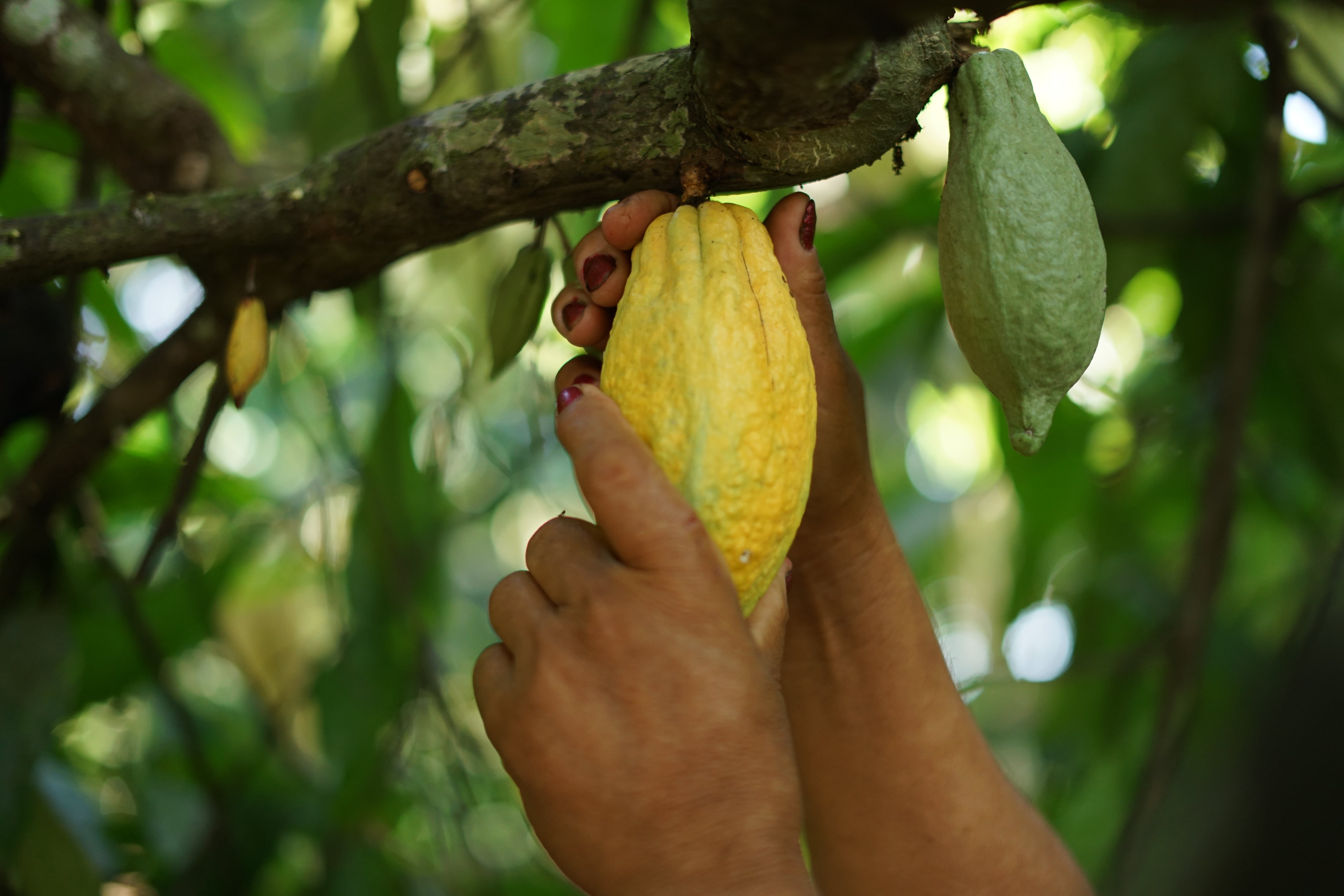 a hand reaching up to grab a cacao pod from a tree