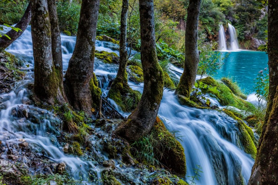 Agua fluye sobre las raíces de árboles
